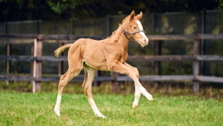 First foal of Stradivarius born at National Stud