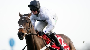 Rising Cheltenham hopes for Constitution Hill knocked by blood test results